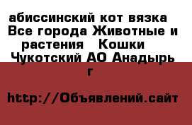 абиссинский кот вязка - Все города Животные и растения » Кошки   . Чукотский АО,Анадырь г.